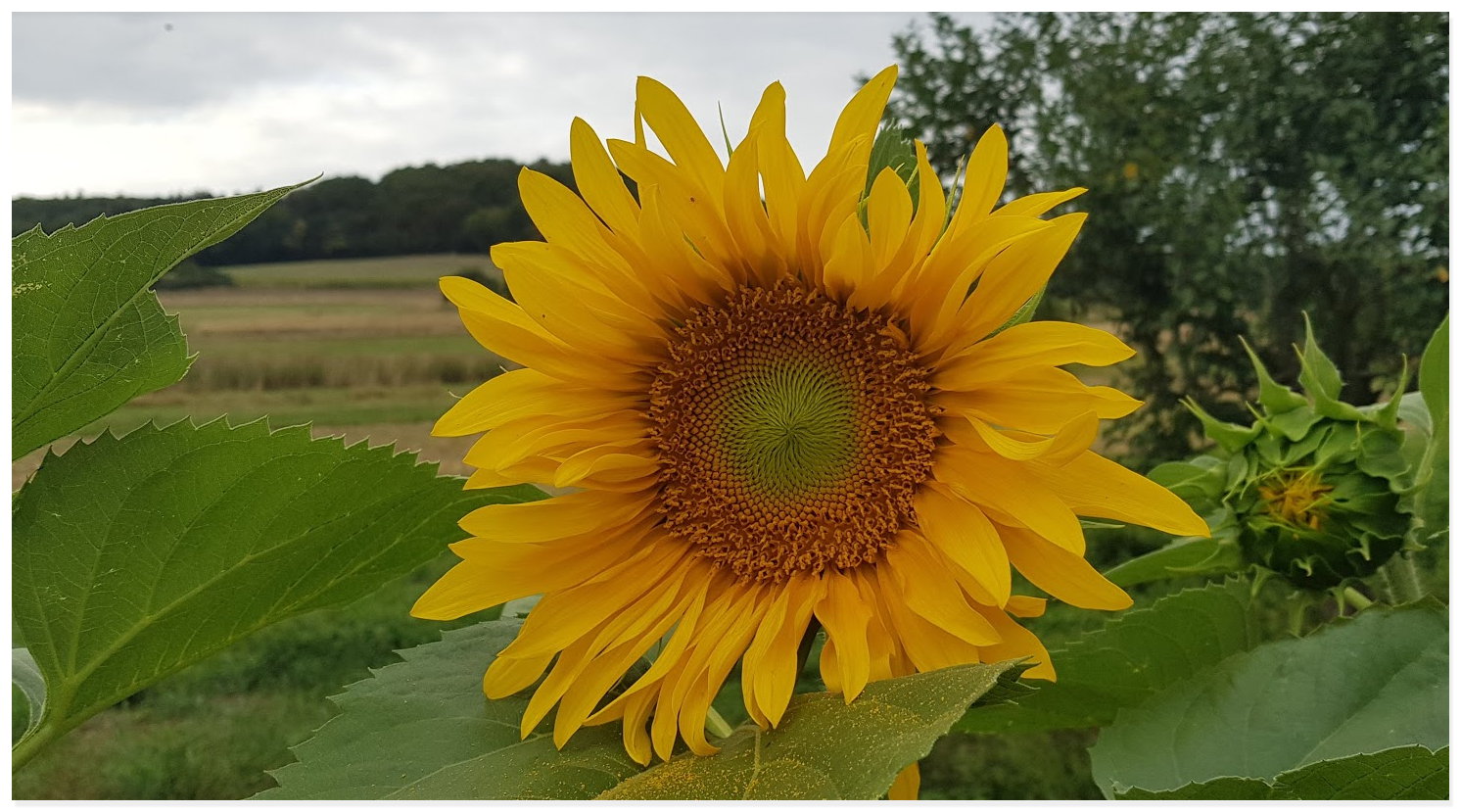 Sonnenblume